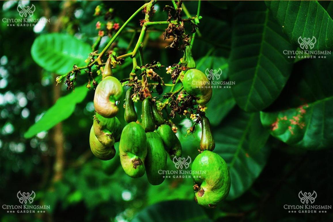 Ceylon Kingsmen Garden Hotel - Katunayake Negombo Dış mekan fotoğraf