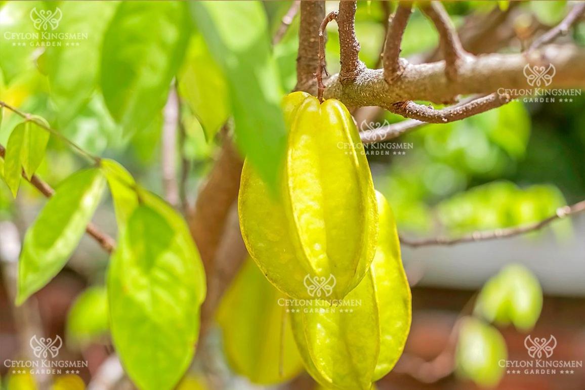 Ceylon Kingsmen Garden Hotel - Katunayake Negombo Dış mekan fotoğraf