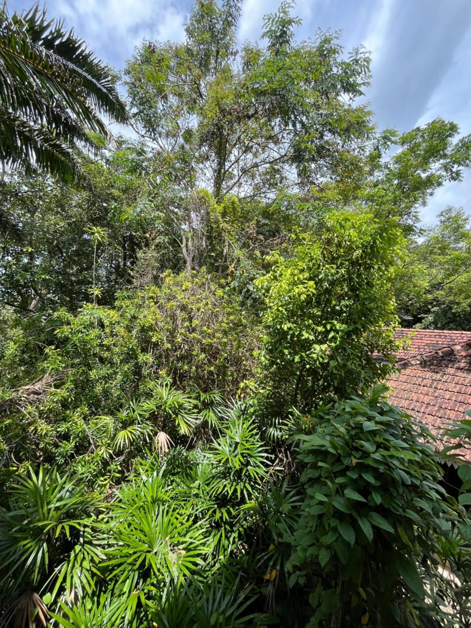 Ceylon Kingsmen Garden Hotel - Katunayake Negombo Dış mekan fotoğraf